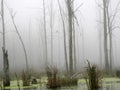 Eagle sits on swamp tree branch hidden in the fog