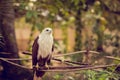 Eagle sitting on a branch