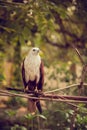 Eagle sitting on a branch