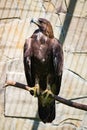 Eagle sitting on a branch. Bird