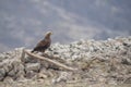Eagle siting on a cluster of stones