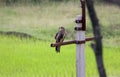 The eagle sitting on an electric poll and looking right.