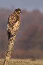 Eagle sitting on a fence post