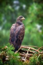 Eagle sitting on a pine Royalty Free Stock Photo