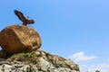 Eagle sitting on a rock on the background of blue sky. Rock craving. Jatayu Theme park Lepakshi