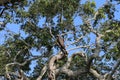 Eagle sitting on tree against blue sky Royalty Free Stock Photo