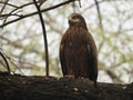 An Eagle sitting on a tree branch Royalty Free Stock Photo