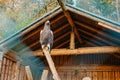 Eagle sitting in a zoo cage and looking straight into the frame. Portrait of one eagle sitting in the cage in zoo. eagle Royalty Free Stock Photo