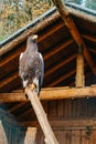 Eagle sitting in a zoo cage and looking straight into the frame. Portrait of one eagle sitting in the cage in zoo. eagle Royalty Free Stock Photo