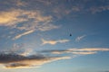 Eagle sky beautiful clouds. A black silhouette of a bird of prey soaring among the clouds Royalty Free Stock Photo