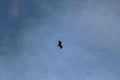 Eagle and the sky Royalty Free Stock Photo