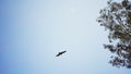 A eagle in the sky near eucalyptus tree or sfeda or nilgiri in Punjab india