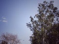 A eagle in the sky near eucalyptus tree or sfeda or nilgiri in Punjab india