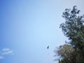 A eagle in the sky near eucalyptus tree or sfeda or nilgiri in Punjab india