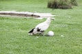 Eagle small park Royalty Free Stock Photo