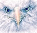 The eagle smirking at the camera Royalty Free Stock Photo