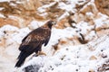 Eagle in snowfall. Golden eagle, Aquila chrysaetos, perched on snowy rock. Majestic bird with sharp hooked beak