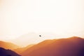Eagle soaring above the peaks of the Caucasus Mountains in the rays of the sun Royalty Free Stock Photo