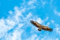 Eagle soaring against clouds and a blue sky Royalty Free Stock Photo
