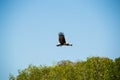 Eagle soaring and looking out for prey Royalty Free Stock Photo