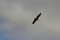 Eagle soars in the clouds