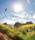 Eagle soars over the river , meadow with grasses in the foreground and the midday sun