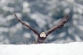 Eagle star. Bald Eagle, Haliaeetus leucocephalus, flying brown bird of prey with white head, yellow bill, symbol of freedom of the Royalty Free Stock Photo