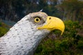 Eagle statue. Royalty Free Stock Photo