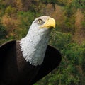 Eagle statue. Royalty Free Stock Photo