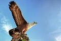 Eagle Statue At Langkawi Island