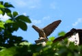 Eagle stone sculpture at the castle Royalty Free Stock Photo