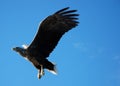 Eagle Striking Royalty Free Stock Photo