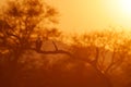 Eagle sunrise, orange sun during morning, bird in Africa. African Fish-eagle, Haliaeetus vocifer, brown bird with white head.