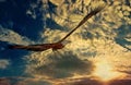 Eagle at sunset background