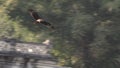 Eagle Swooping and Diving above a River