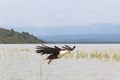 Eagle swoops down on its prey. Baringo lake, Kenya Royalty Free Stock Photo