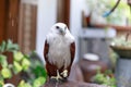 Eagle, Philippines Royalty Free Stock Photo