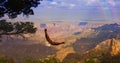 Eagle takes flight over Grand Canyon Royalty Free Stock Photo