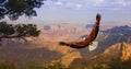 Eagle over Grand Canyon USA Royalty Free Stock Photo