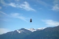 An eagle taking flight at valdez, alaska. Royalty Free Stock Photo