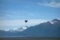 An eagle taking flight at valdez, alaska. Royalty Free Stock Photo