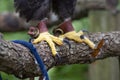 Eagle talons in captivity Royalty Free Stock Photo