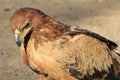 Eagle, Tawny - Wild Bird Background from Africa - Power and Pride Royalty Free Stock Photo