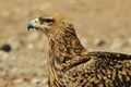 Eagle, Tawny - Wild Birds from Africa - Perfect Portrait of Pride and Background Royalty Free Stock Photo