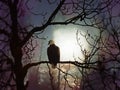 Eagle on a tree branch at night with aurora moon glow