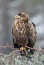 Eagle on tree closeup
