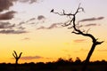 Eagle on a tree at sunset. Beautiful sunset in the African savannah with a dry tree and an eagle Royalty Free Stock Photo