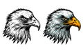 Eagle vector illustration. Bald eagle drawing. Eagle head. Hand drawn eagle illustration. Hawk illustration. Royalty Free Stock Photo