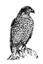 Eagle, predatory bird. Vector illustration, Hand drawn black sketch Royalty Free Stock Photo