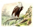 The Eagle, vintage engraving Royalty Free Stock Photo
